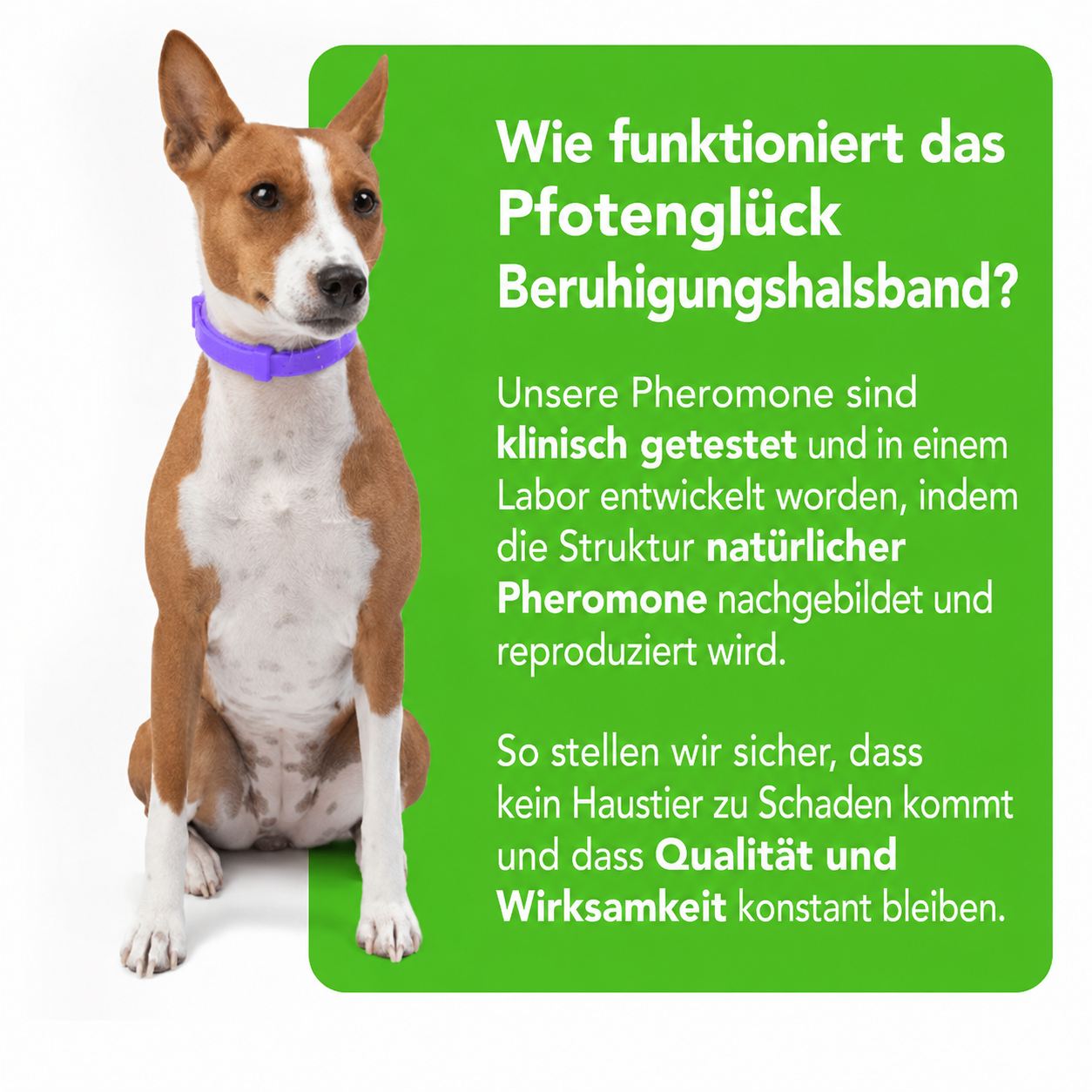 FurLife - Natural Pheromone Calming Collar for Dogs